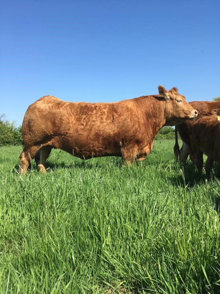 WiltonFarmNorfolk1