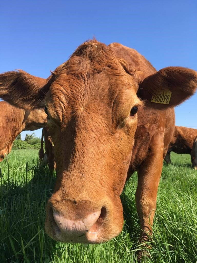 WiltonFarmNorfolk2