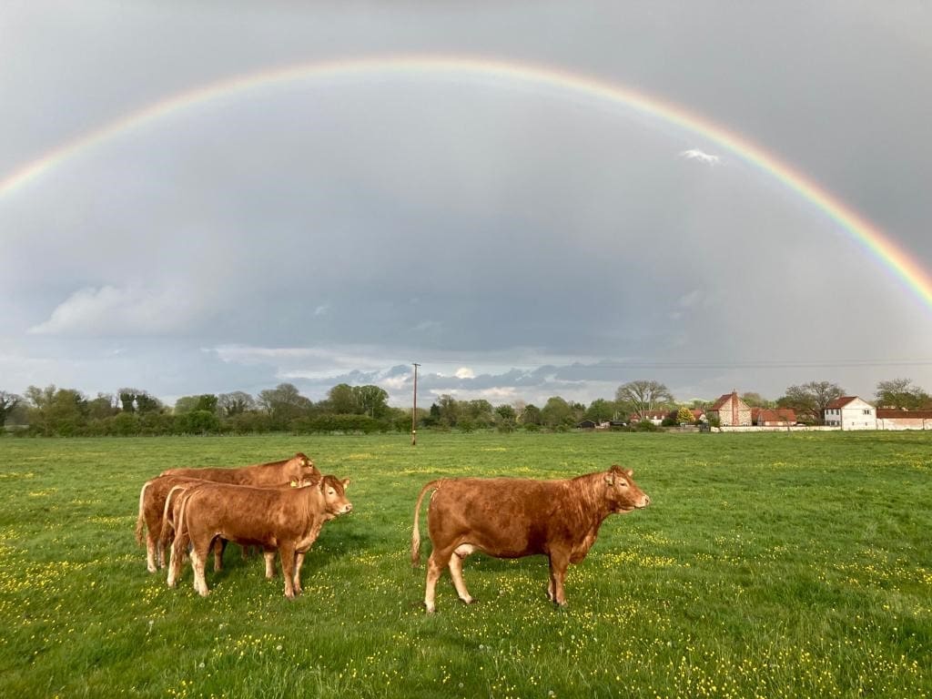 WiltonFarmNorfolk5