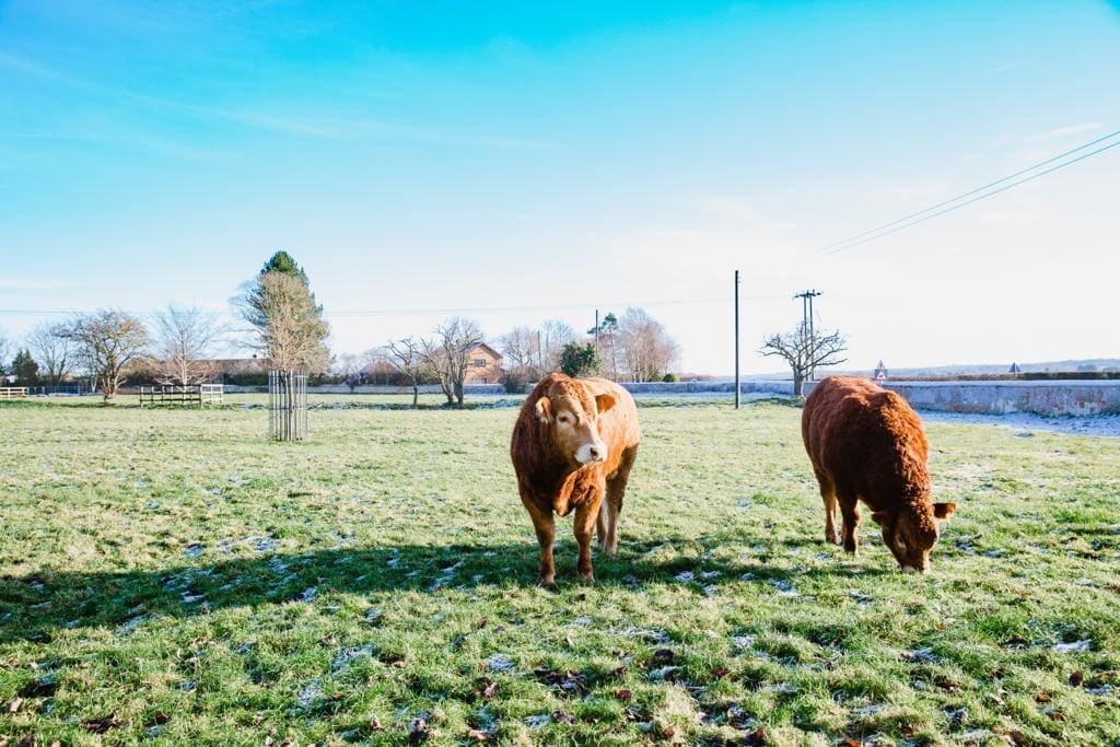 WiltonFarmNorfolkCattle